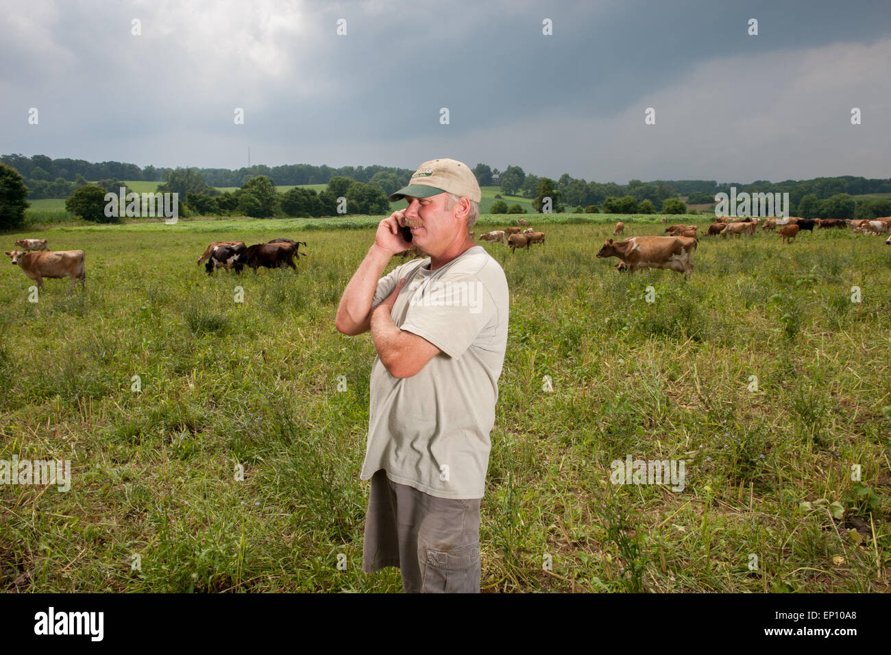 Agriculteur sur téléphone cellulaire avec des vaches à l'arrière-plan à long Green, Maryland, USA Banque D'Images