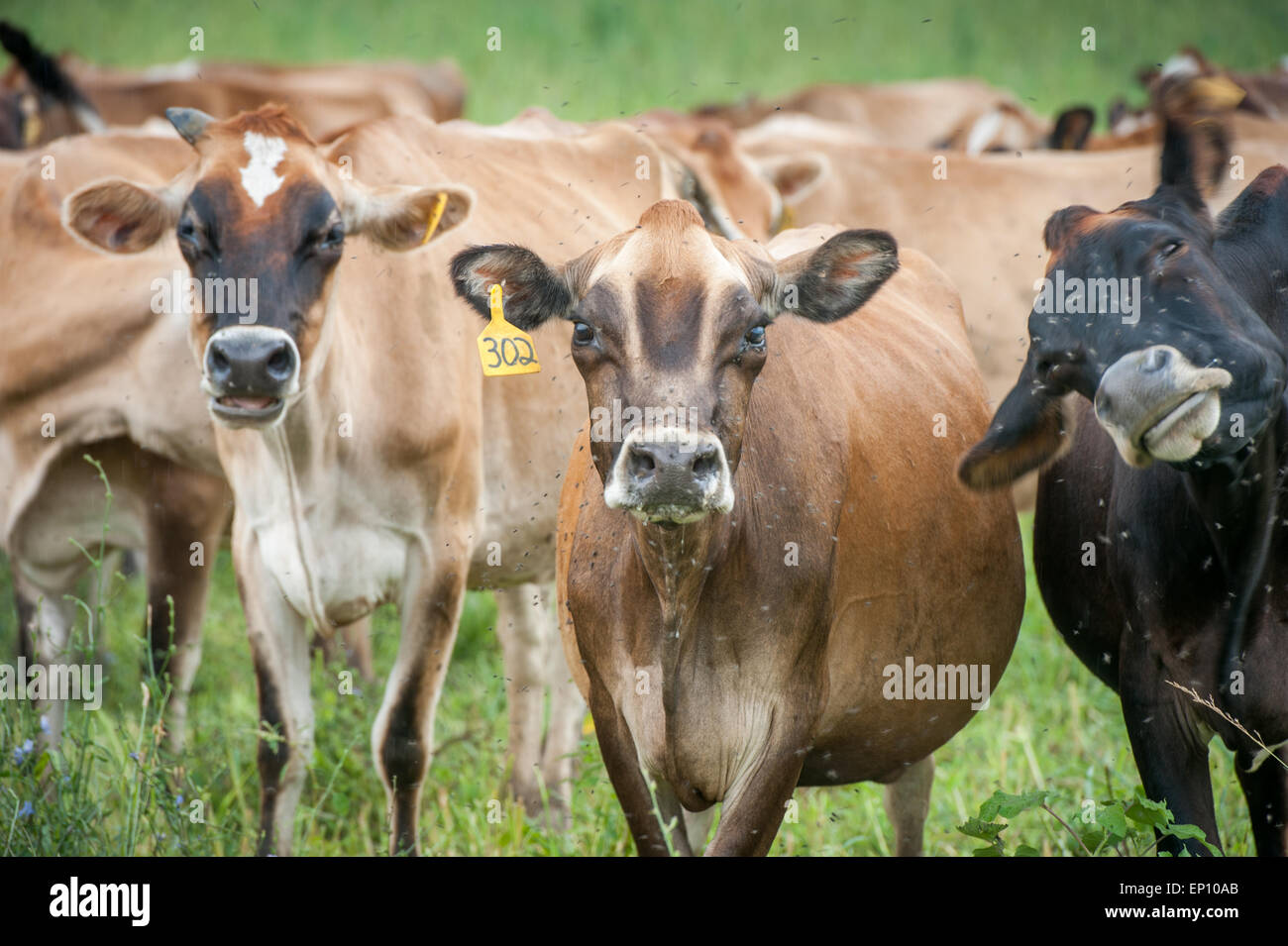 Les vaches laitières, bourdonnement des mouches autour de leurs têtes dans Long Green, Maryland, USA Banque D'Images
