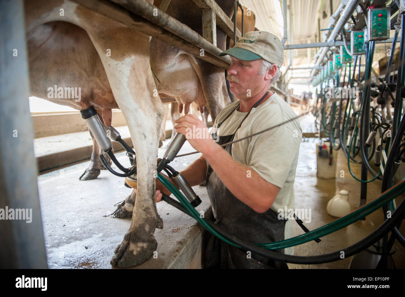 Producteur de lait de l'équipement de fixation pour traire les vaches près de Long Green, Maryland, USA Banque D'Images