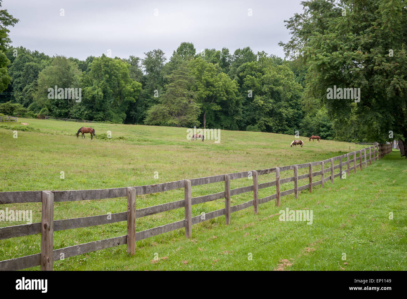 Les chevaux qui paissent dans un pâturage à Wheaton, Maryland, USA Banque D'Images