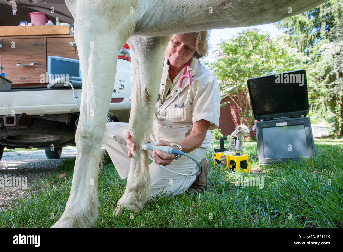 Vétérinaire équine effectuant un check up sur un cheval de Sparks, Maryland, USA Banque D'Images