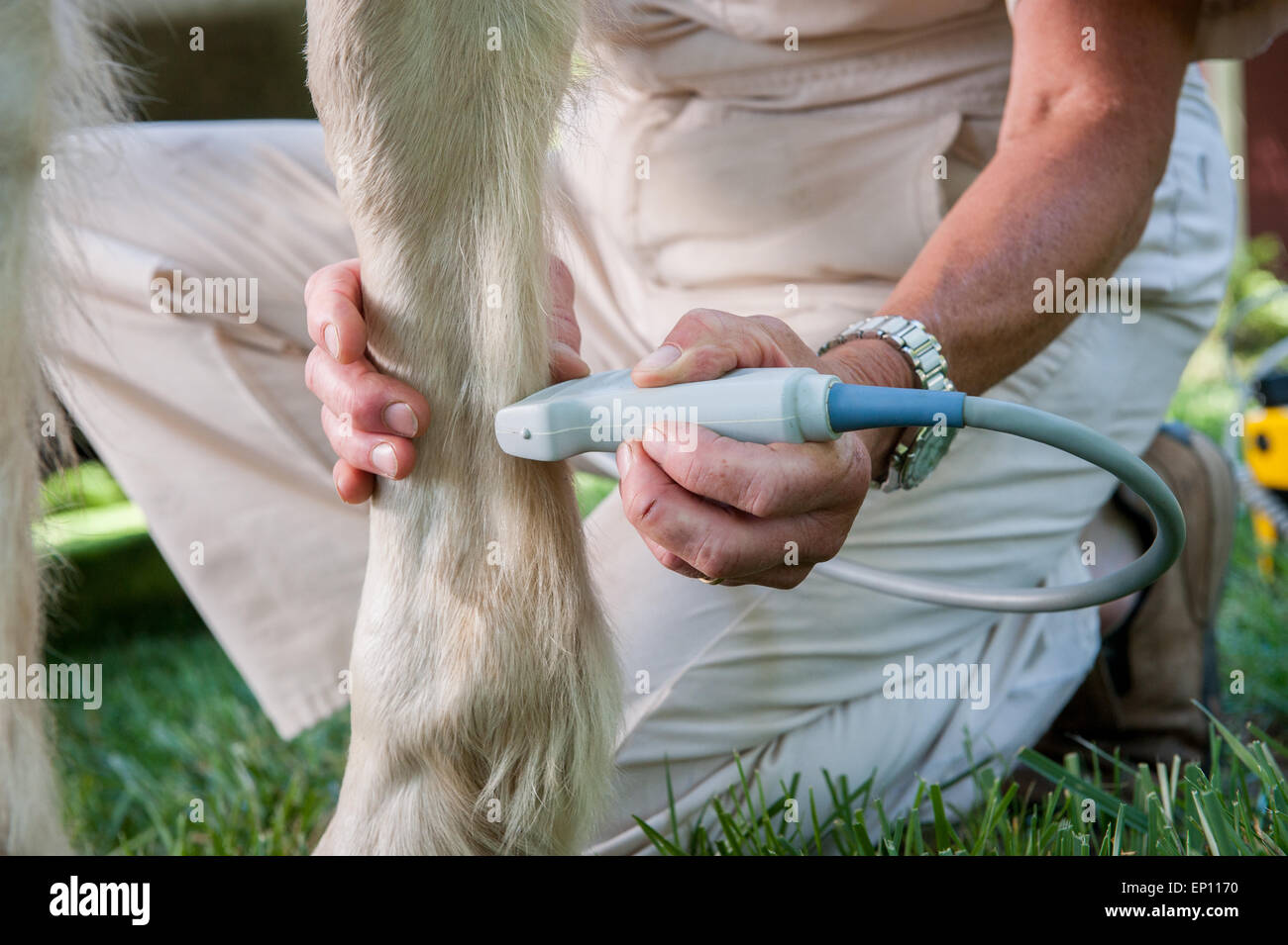 Vétérinaire équine effectuant un check up sur un cheval de Sparks, Maryland, USA Banque D'Images