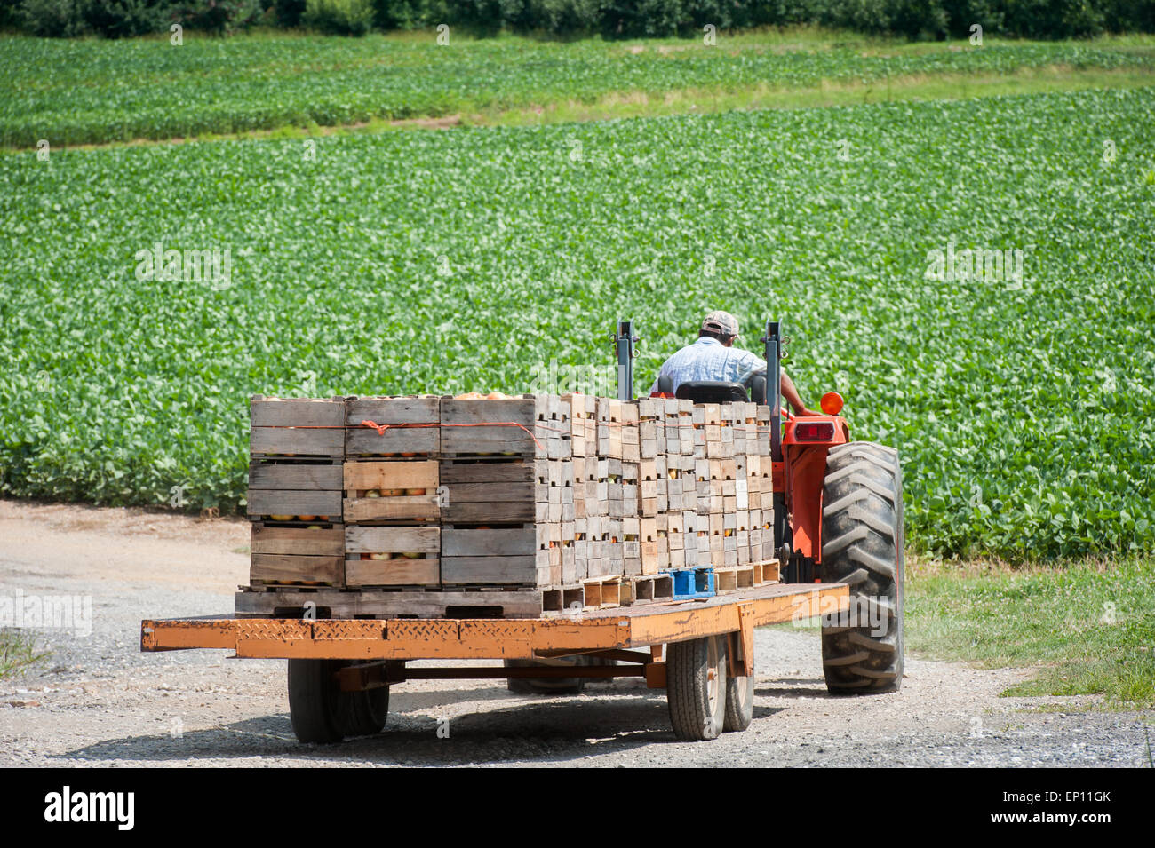 Tracteur tirant des cageots de tomates à Westminster, Maryland, USA Banque D'Images