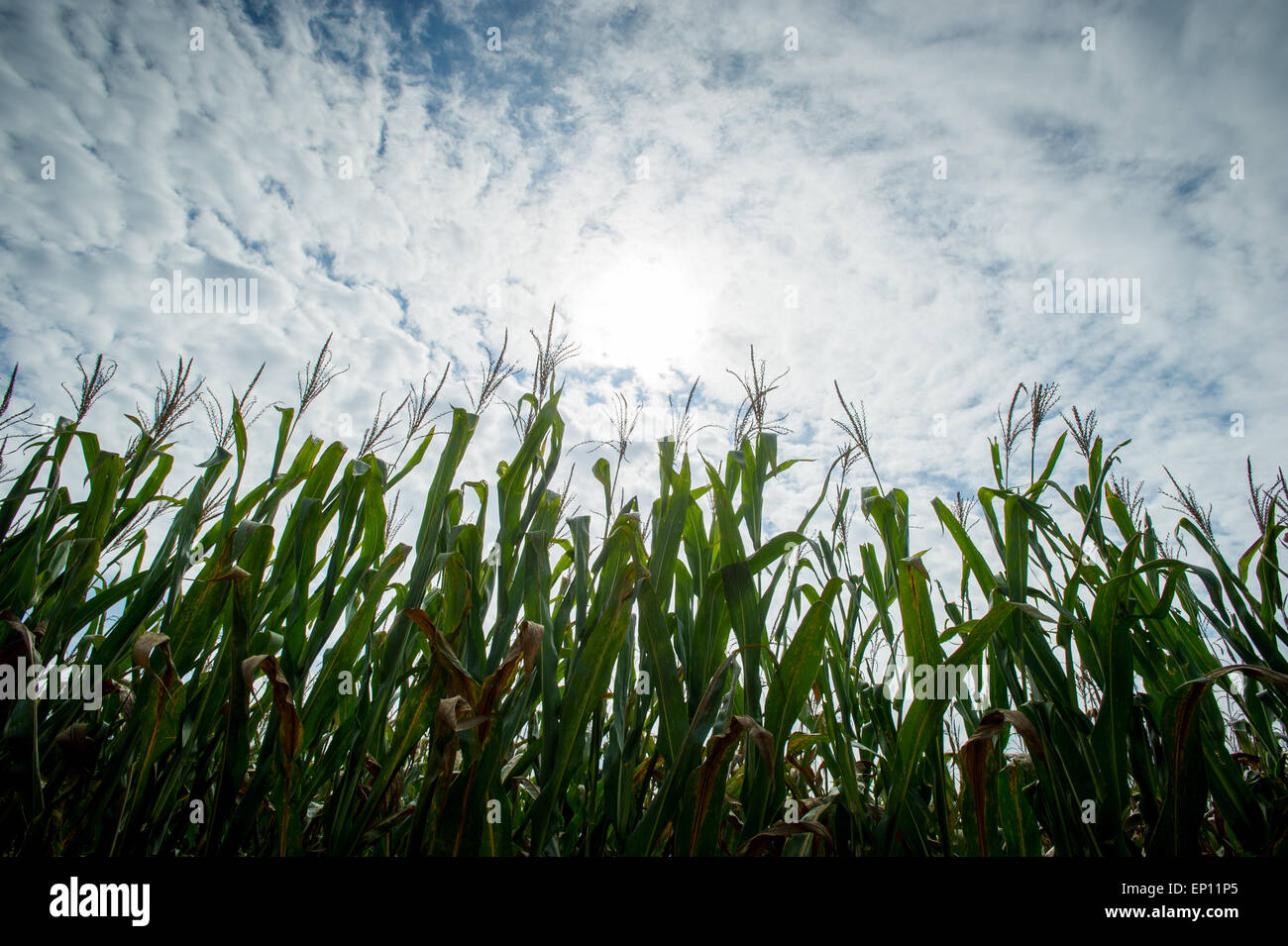 Les plantes de maïs et ciel nuageux dans la région de Ridgley, Maryland, États-Unis Banque D'Images