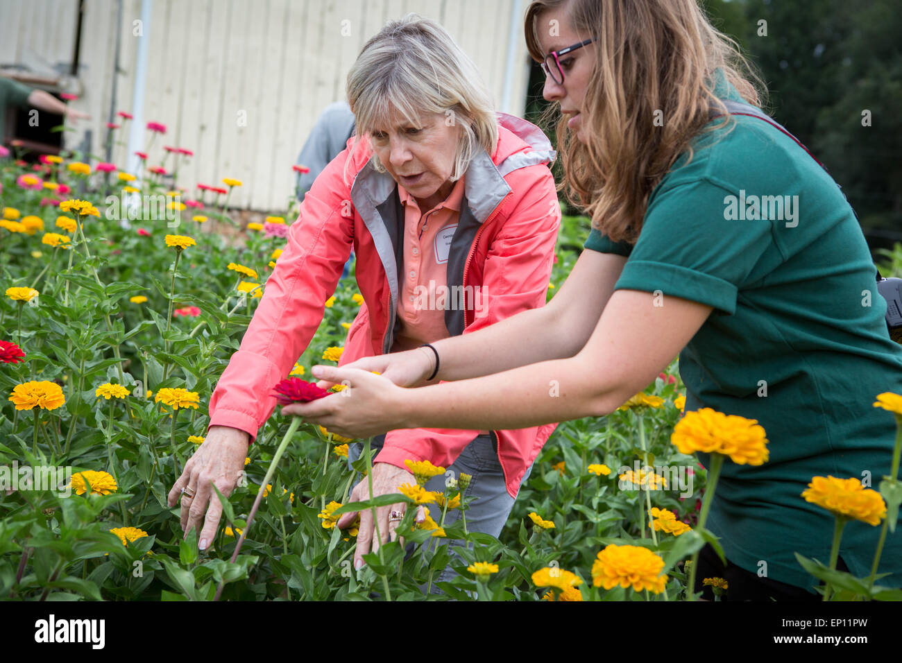 Les femmes à la recherche sur les fleurs à Fallston, Maryland, USA Banque D'Images