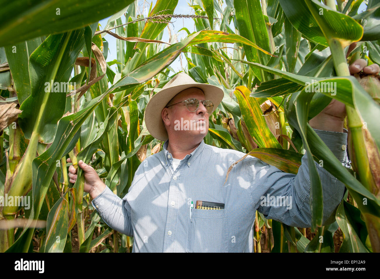 Farmer wearing hat, l'inspection de champ de maïs dans la région de Clear Spring, Maryland, USA Banque D'Images