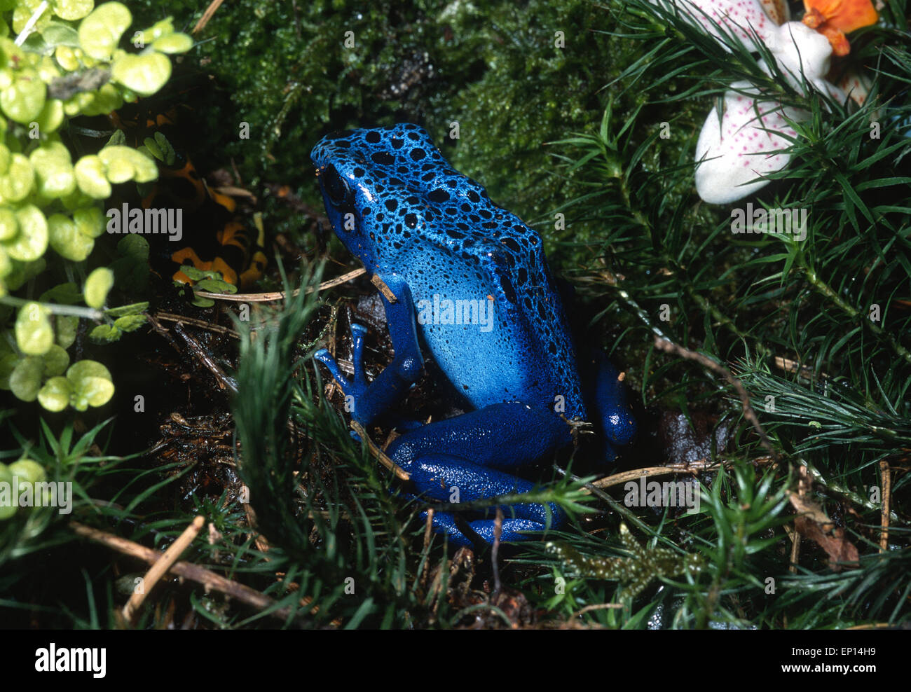 Grenouille Dendrobates auratus Poison teinture azureus, Amérique du Sud, des Dendrobatidae Banque D'Images