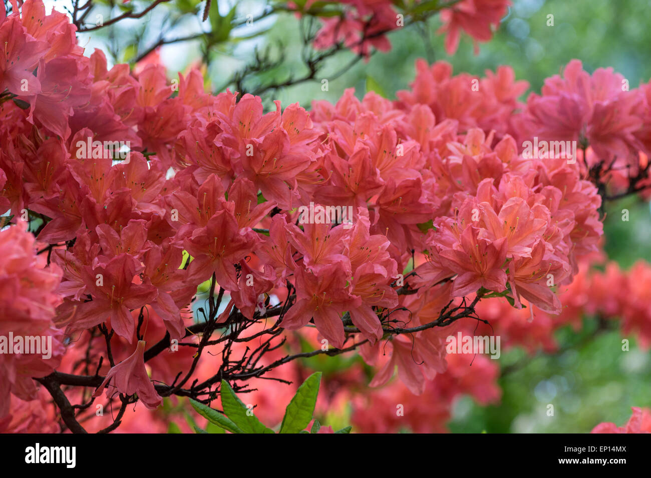 Rhododendron Koster est riche en fleurs rouge brillant Banque D'Images
