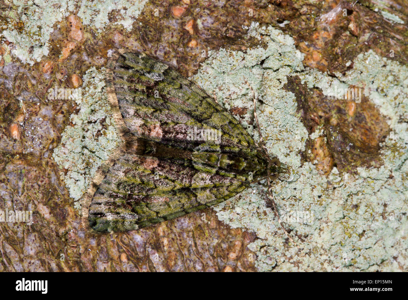 Tapis rouge-vert (Chloroclysta siterata) papillon adulte reposant sur l'écorce d'un arbre. Powys, Pays de Galles. Septembre. Banque D'Images
