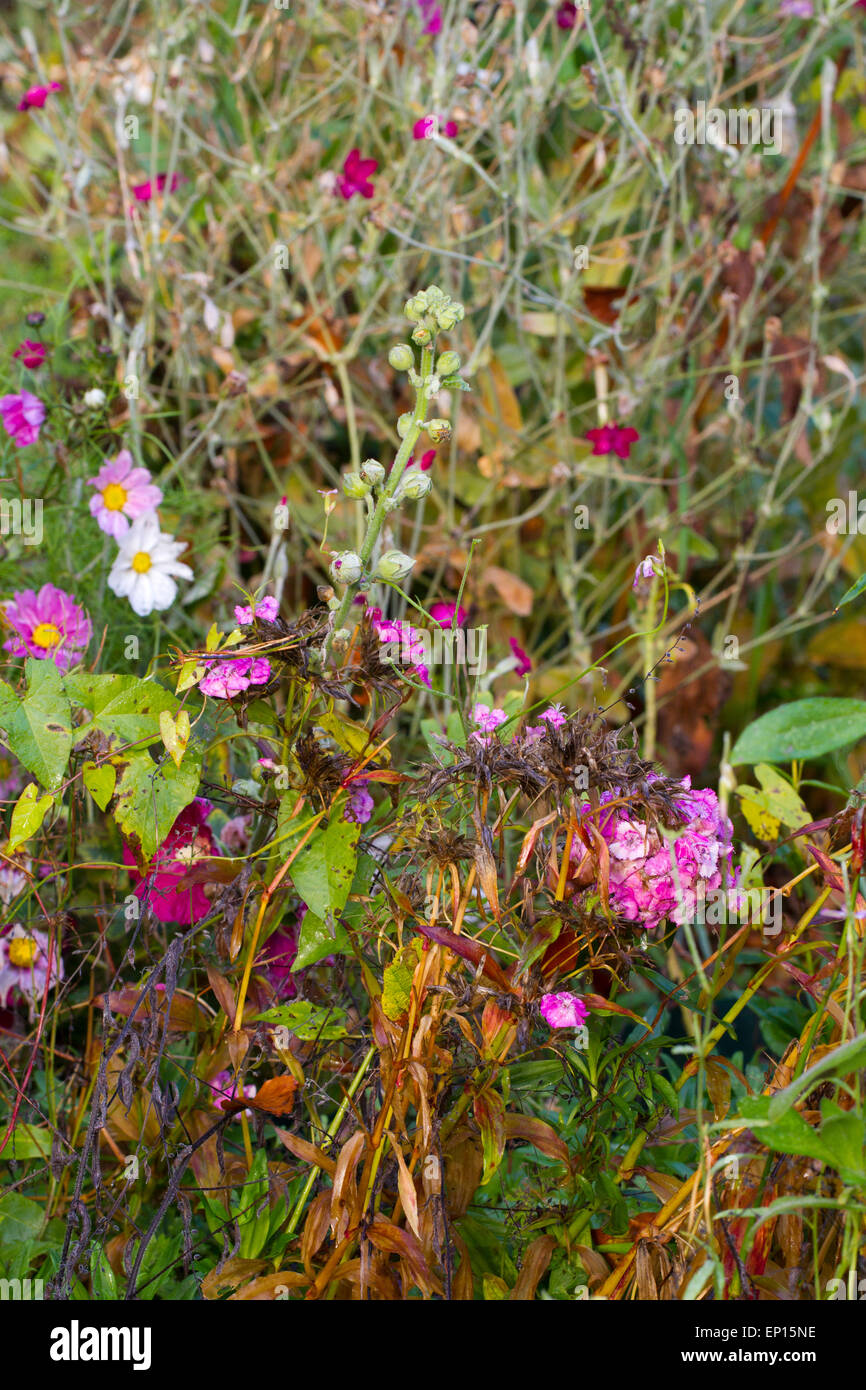 Sweet William (Dianthus barbatus) et d'autres fleurs dans un jardin de l'ensemencement et la frontière annuelle en automne en décomposition. Powys, Pays de Galles. Octo Banque D'Images