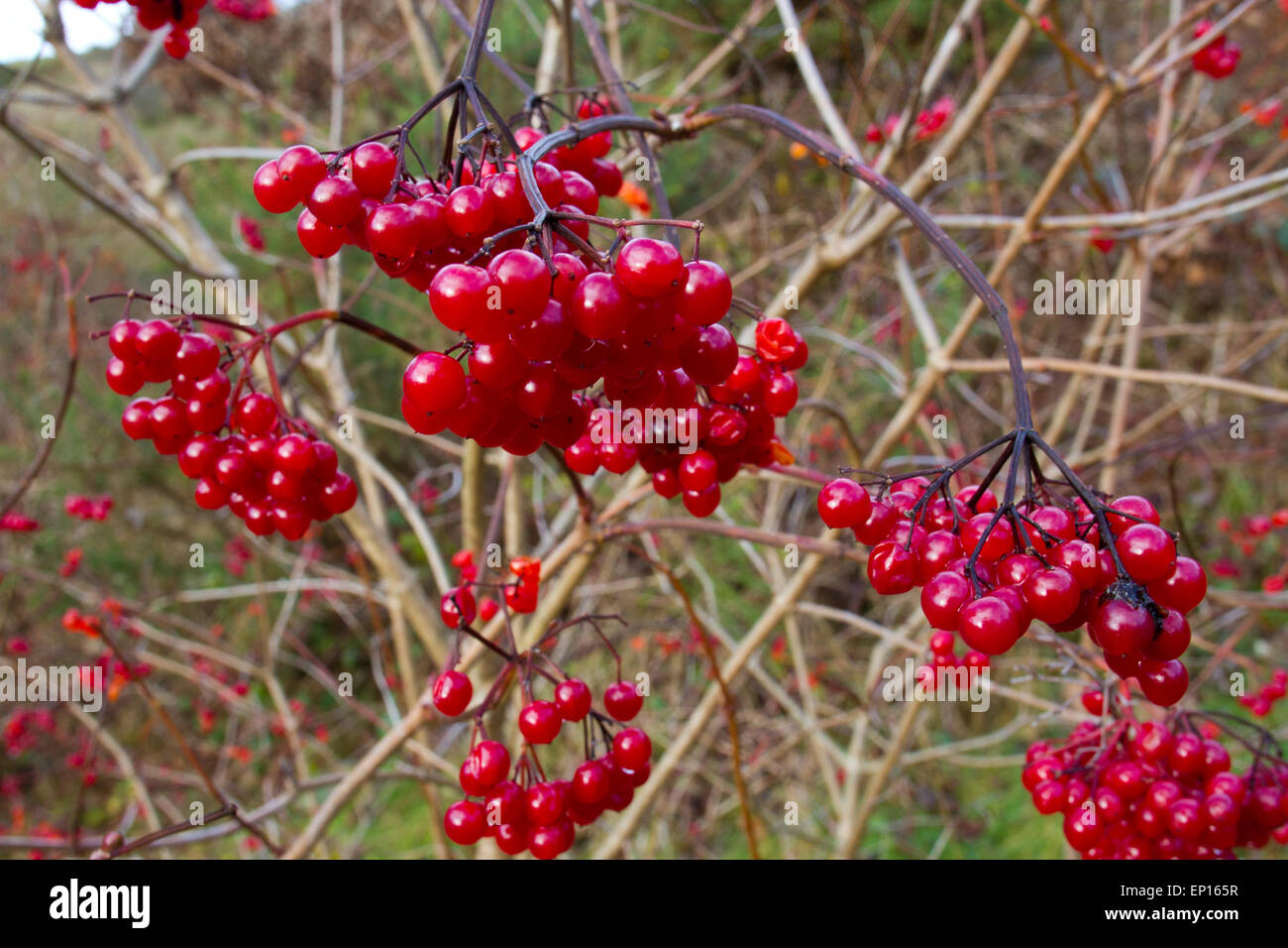 Guelder Rose (Viburnum opulus) baies mûres sur un arbre en automne. Powys, Pays de Galles. Novembre. Banque D'Images
