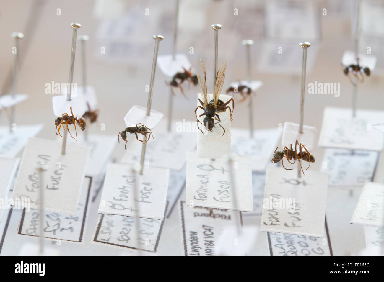 Spécimens de Ant (Formica fusca) dans une collection de référence de fourmis britanniques.Powys, pays de Galles. Banque D'Images