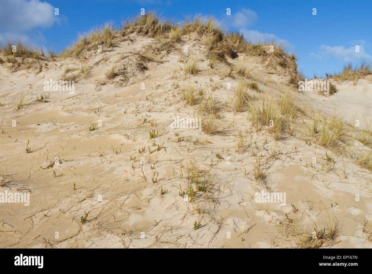 L'habitat de dunes de sable à Upton Towans, réserve naturelle nationale de la baie de St Ives, Cornwall, Angleterre. Mars. Banque D'Images