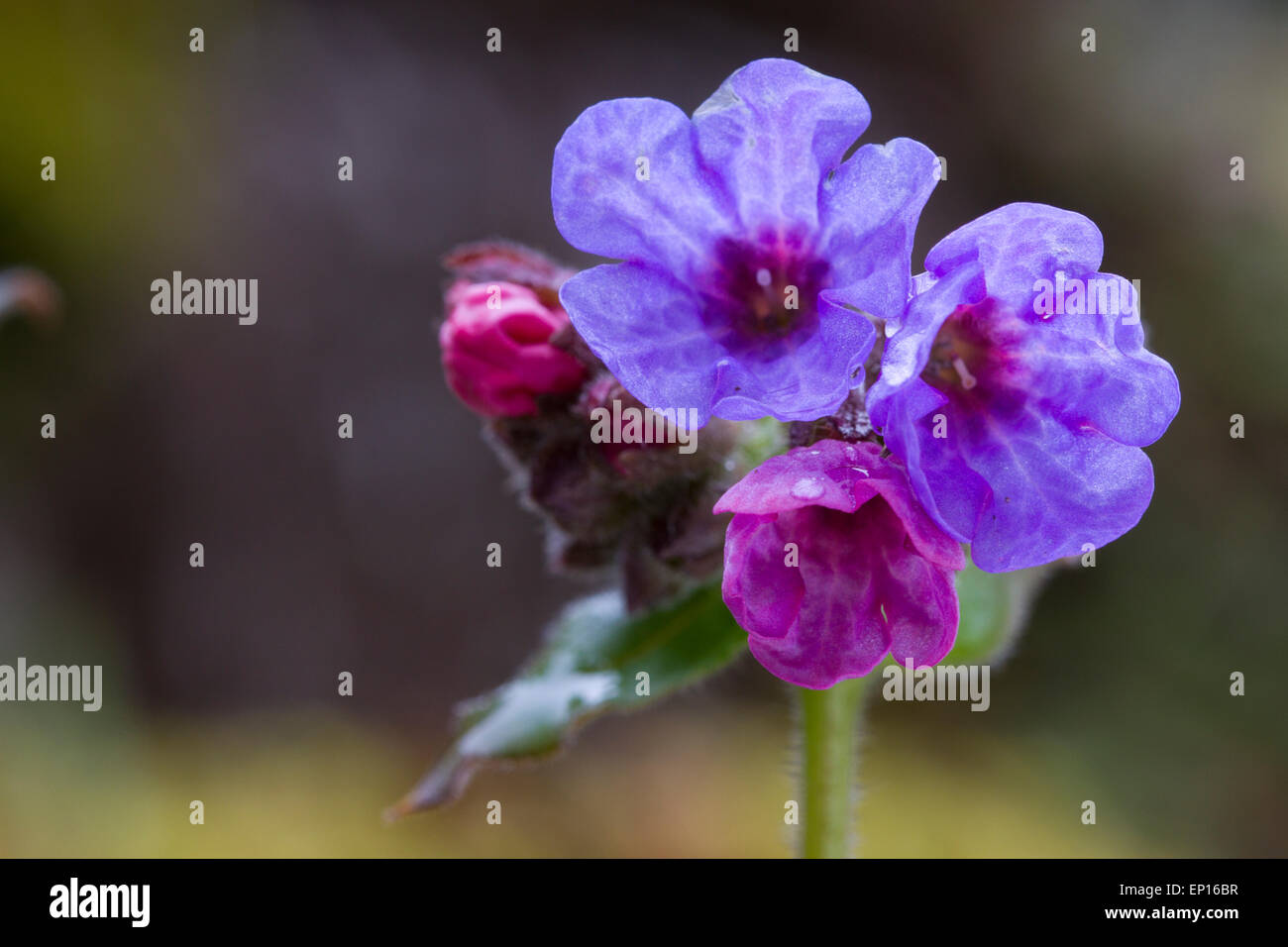 Pulmonaire officinale (Pulmonaria officinalis commune) floraison dans un jardin. Powys, Pays de Galles. Mars. Banque D'Images