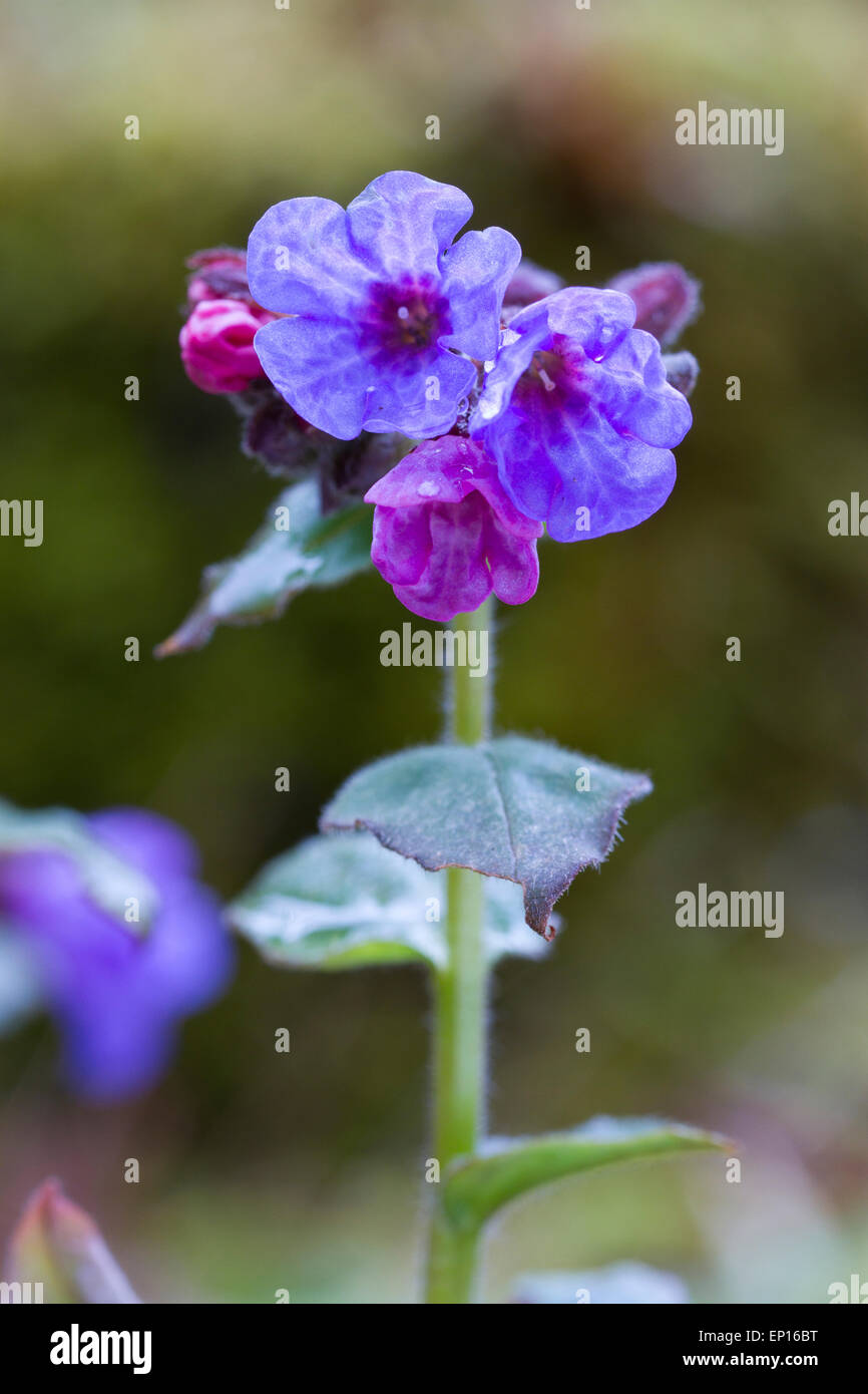 Pulmonaire officinale (Pulmonaria officinalis commune) floraison dans un jardin. Powys, Pays de Galles. Mars. Banque D'Images