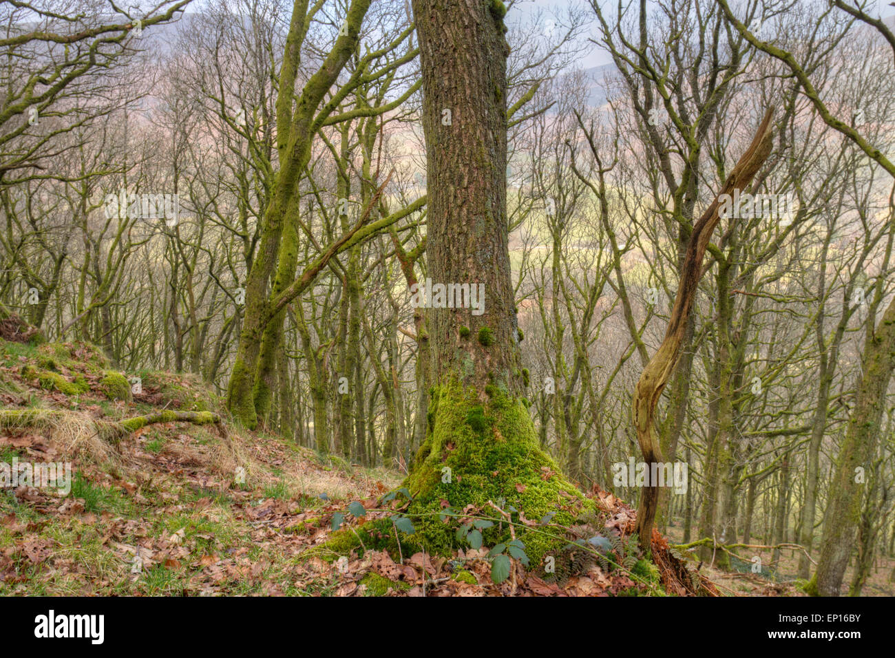 Chêne sessile (Quercus petraea). Gilfach Farm réserver. Powys, Pays de Galles. Mars. Banque D'Images