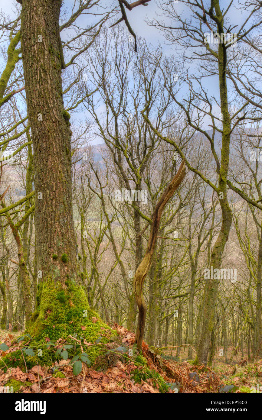 Chêne sessile (Quercus petraea). Gilfach Farm réserver. Powys, Pays de Galles. Mars. Banque D'Images