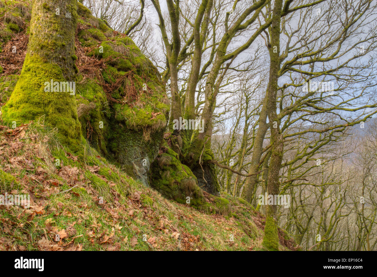 Affleurement rocheux en chêne sessile (Quercus petraea). Gilfach Farm réserver. Powys, Pays de Galles. Mars. Banque D'Images