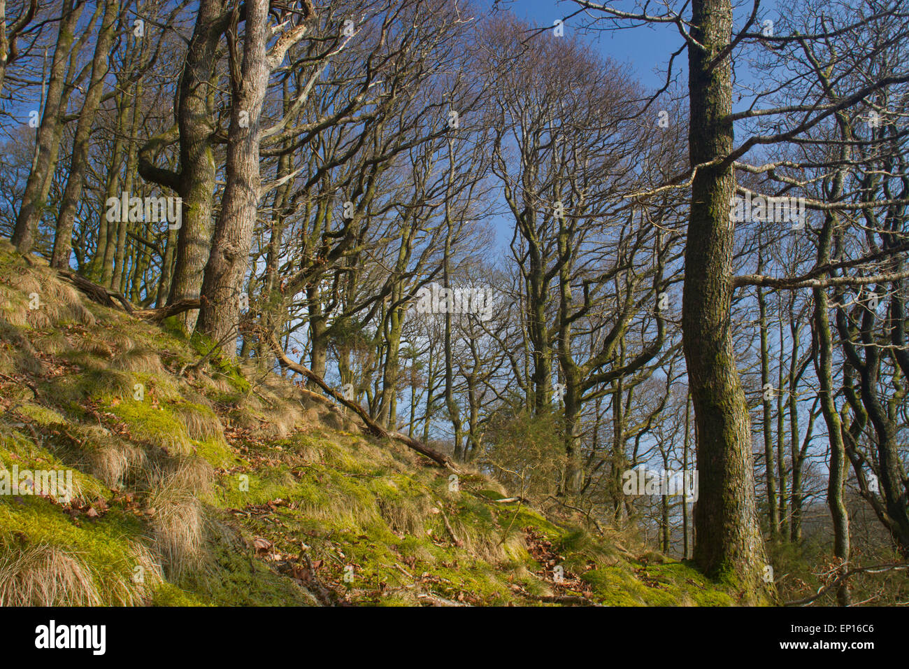 Chêne sessile (Quercus petraea) woodland sur une colline escarpée. Powys, Pays de Galles. Mars. Banque D'Images