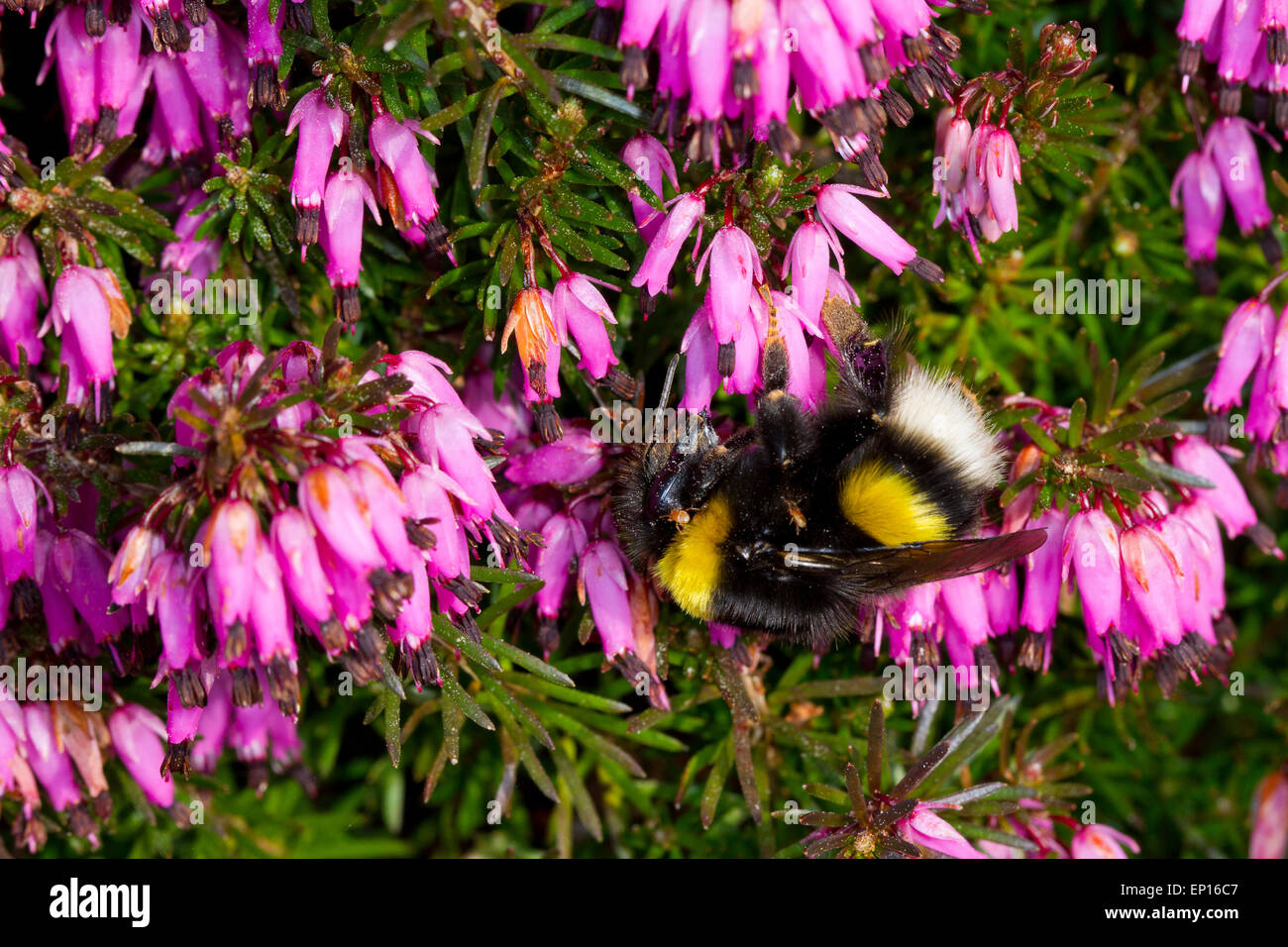 Le cerf de bourdon (Bombus terrestri) reine se nourrissant de Winter-flowering heather, Erica × darleyensis dans un jardin. Powys, Wal Banque D'Images