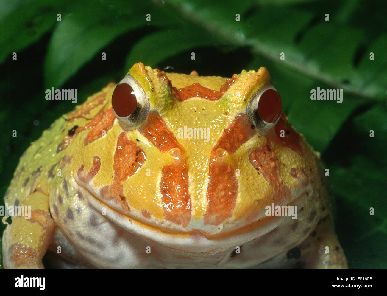 Albin et vie argentine Ceratophrys ornata, amphibien, l'Amérique du Sud Banque D'Images