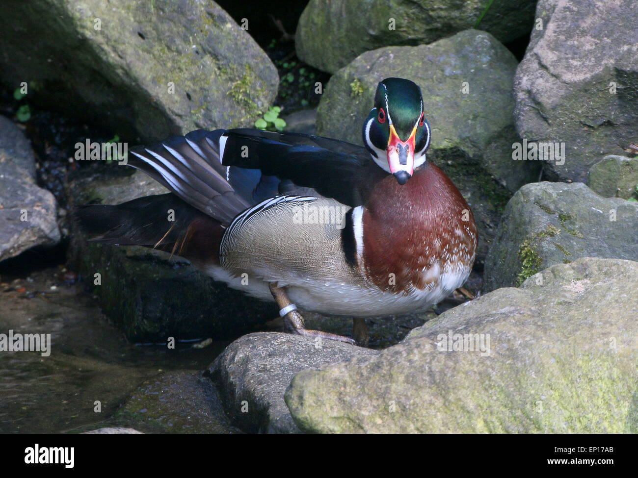 Le bois nord-américain d'hommes mûrs ou canard canard Caroline (Aix sponsa) en plumage nuptial complet Banque D'Images