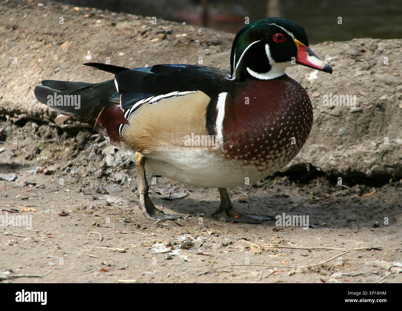 Le bois nord-américain d'hommes mûrs ou canard canard Caroline (Aix sponsa) en plumage nuptial complet Banque D'Images