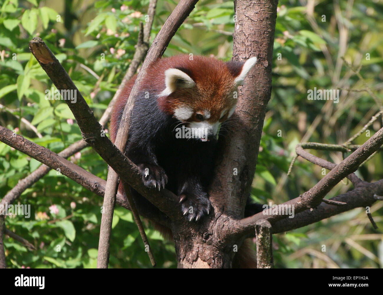 Panda rouge asiatique (Ailurus fulgens) dans un arbre Banque D'Images