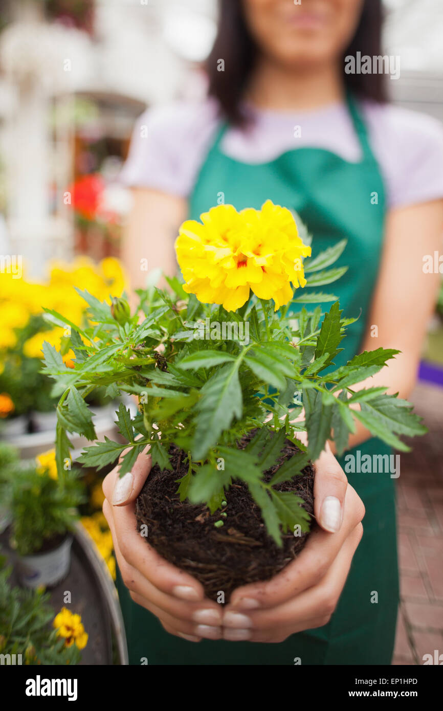 Femme montrant une fleur jaune au garden centre Banque D'Images
