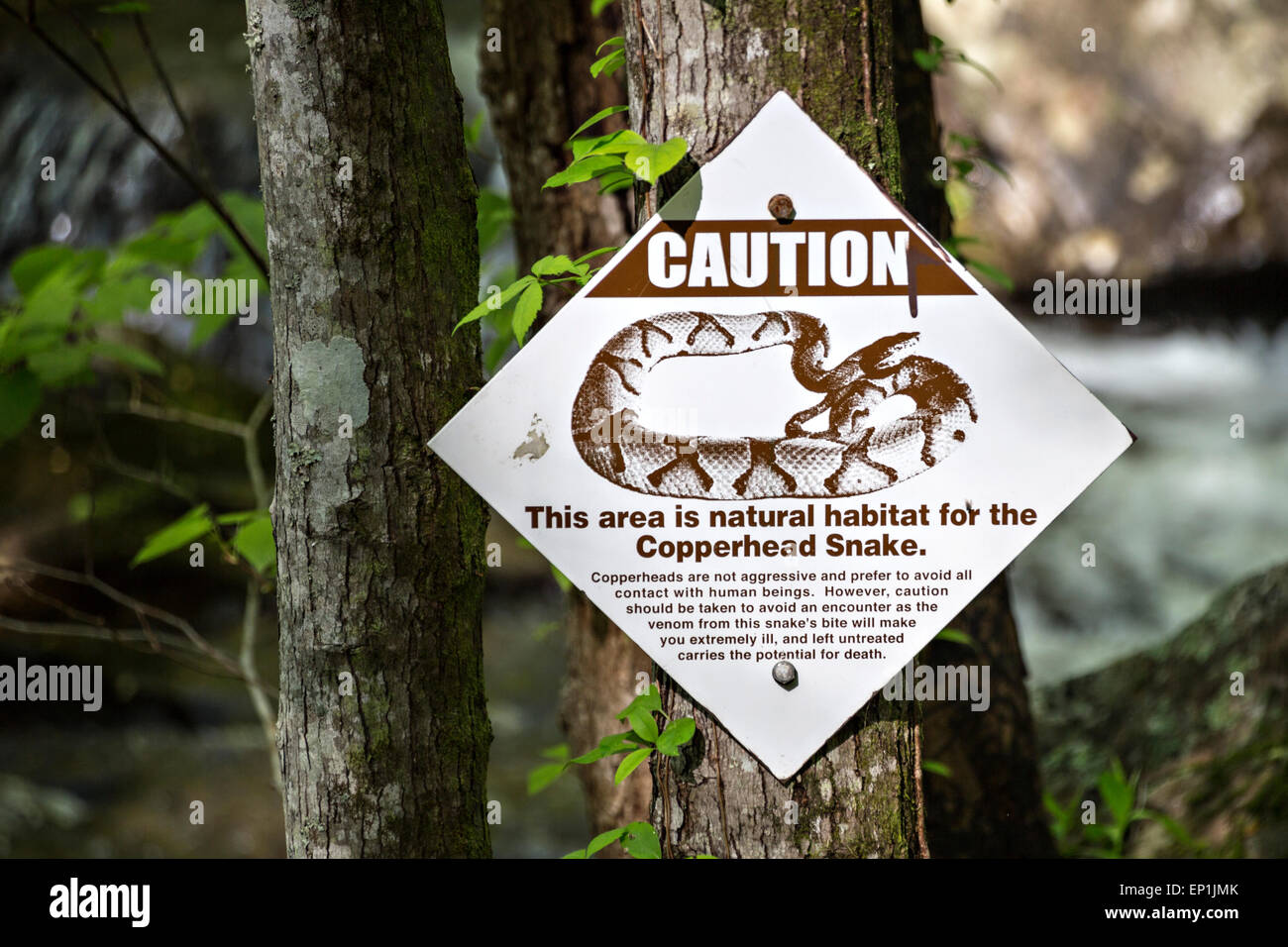 Serpent Copperhead avertissement, Smith Creek, chutes d'Anna Ruby, Chattahoochee-Oconee National Forest, Georgia, USA Banque D'Images Serpent Copperhead avertissement, Smith Creek, chutes d'Anna Ruby, Chattahoochee-Oconee National Forest, Georgia, USA Banque D'Images