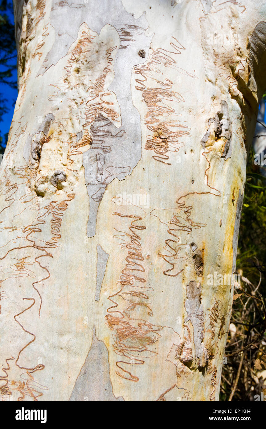 Scribbly Gum (Eucalyptus racemosa), Dharawal National Park, New South Wales, NSW, Australie Banque D'Images