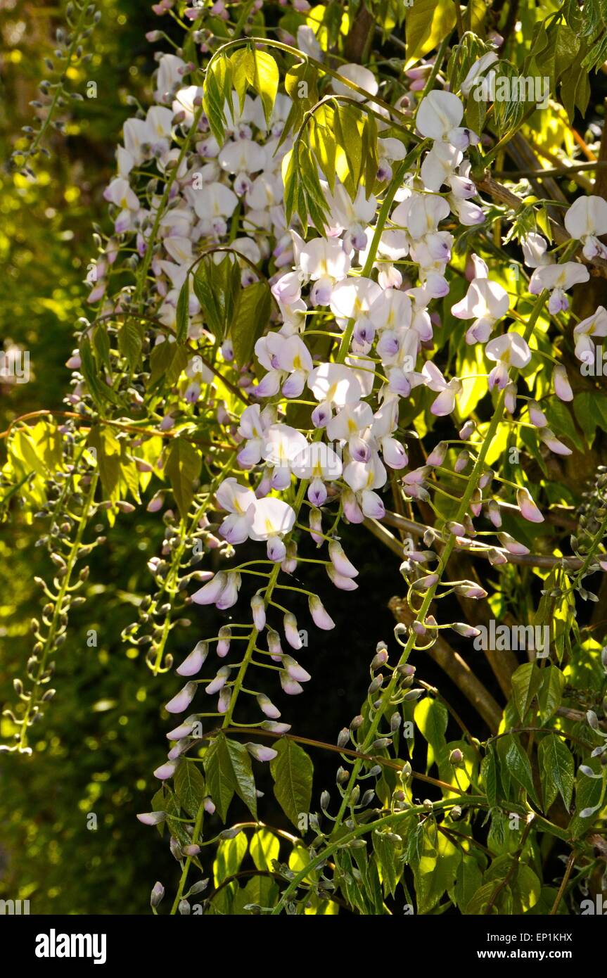 Glycine (également orthographié glycines) Alba - la plus rare variété blanche de cette populaire jardin grimpant plante originaire d'Asie. Banque D'Images