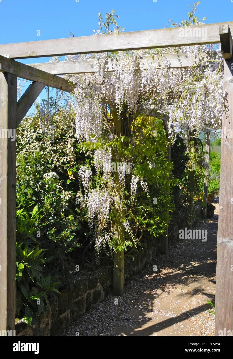 Glycine (également orthographié glycines) Alba - la plus rare variété blanche de cette populaire jardin grimpant plante originaire d'Asie. Banque D'Images