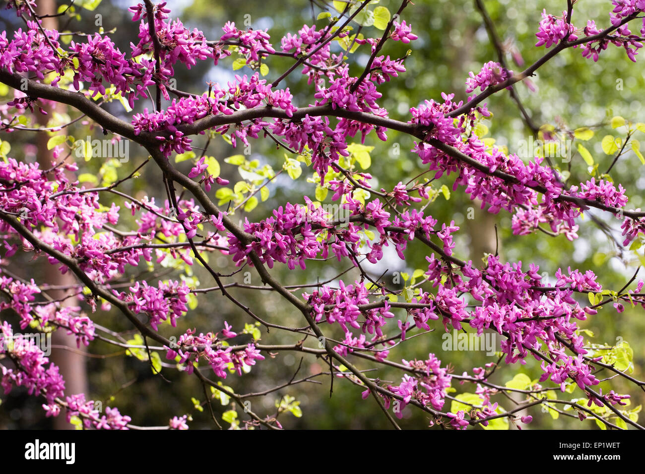 Cercis siliquastrum 'Bodnant' en fleur au printemps. Banque D'Images