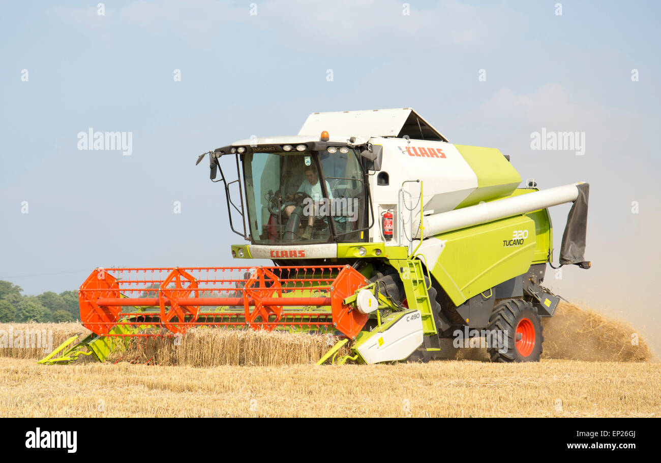 Collecte de moissonneuse-batteuse sur le maïs dans le sud agricole Fenland Lincolnshire, Angleterre Banque D'Images