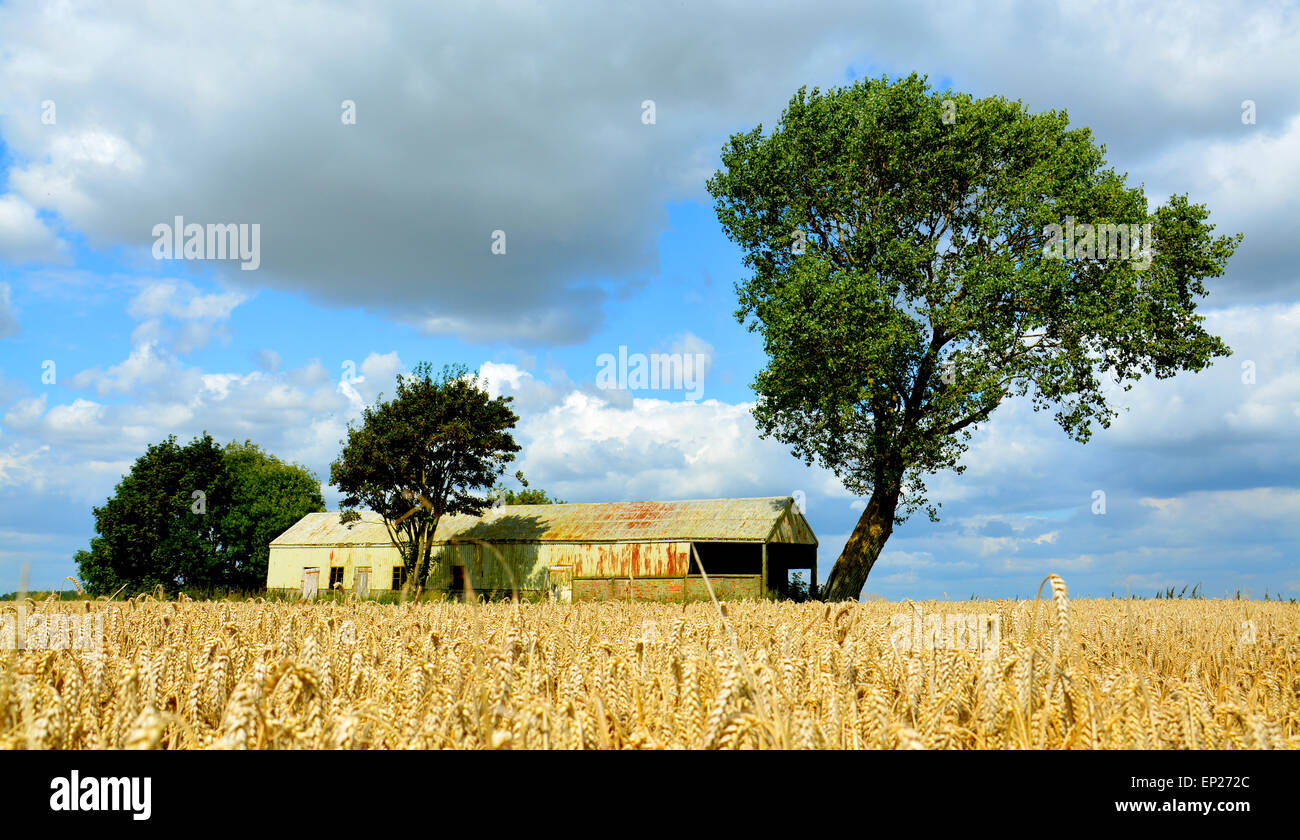 Champ de blé doré prêts pour la récolte sur la ferme Fenland Banque D'Images