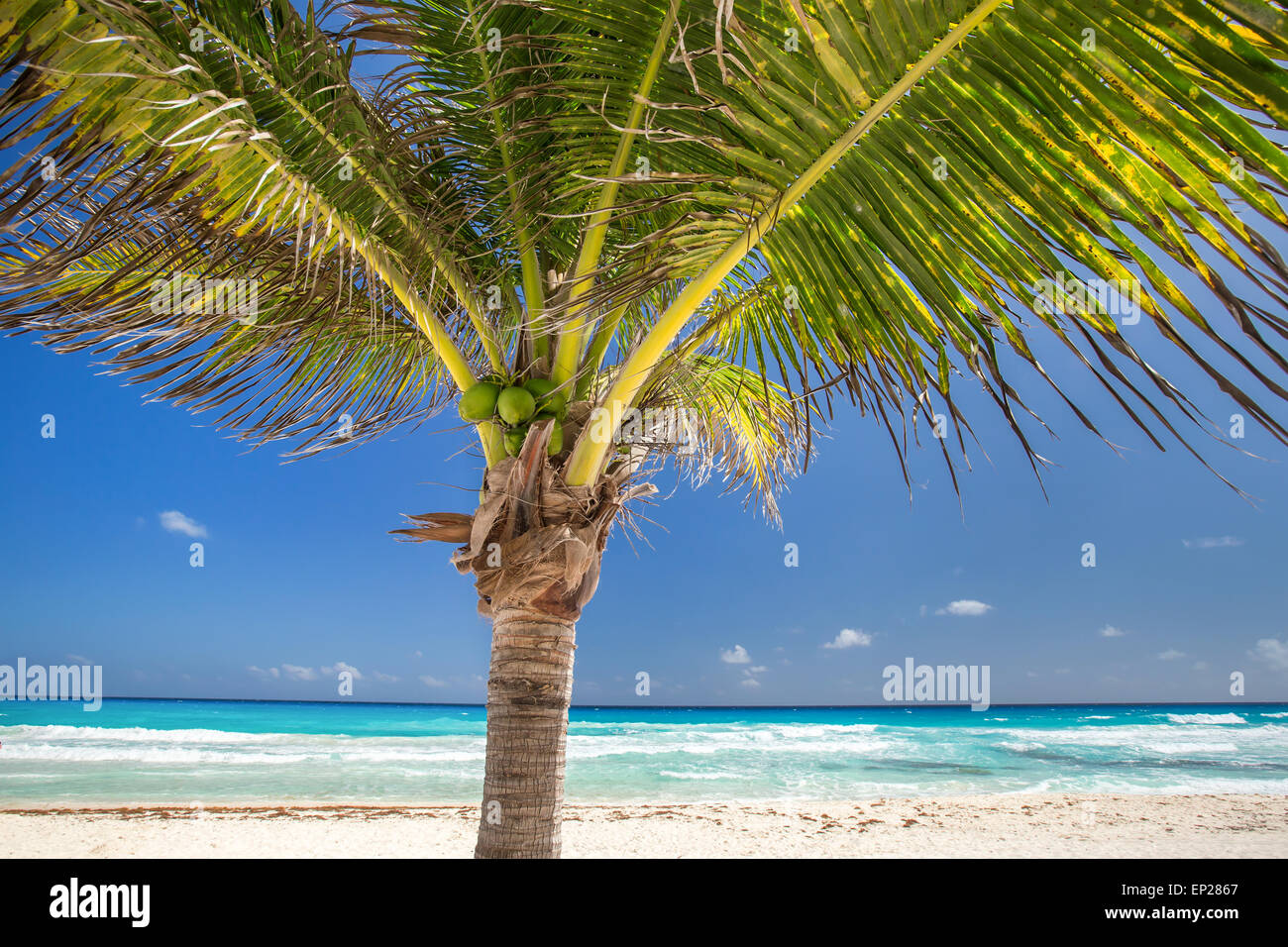 Plage de la mer des Caraïbes à la noix de coco palmier. Belle vue tropicale Banque D'Images