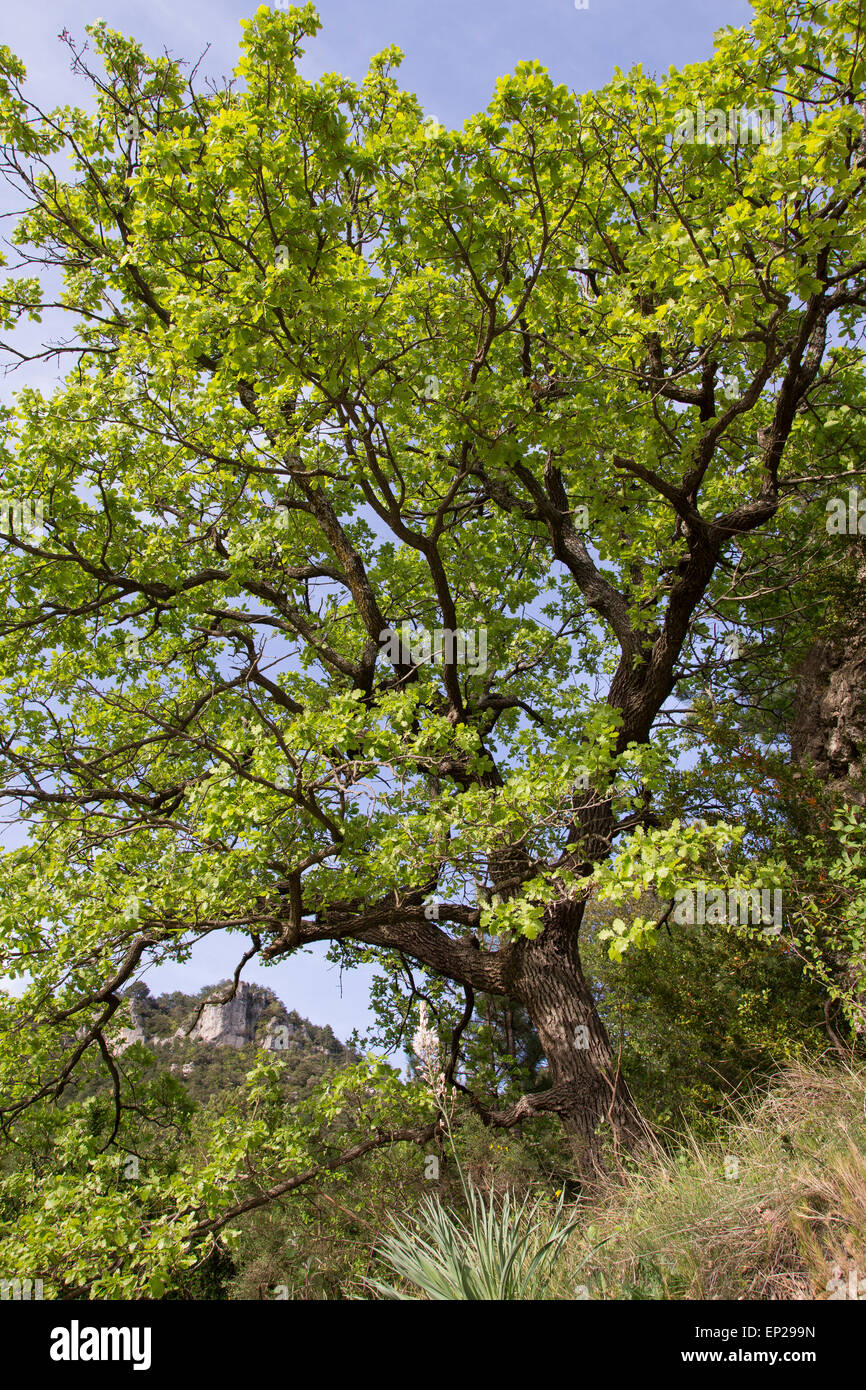 Le chêne, le chêne pubescent, Flaumeiche Flaum-Eiche,, Eiche, Quercus pubescens, Syn. Quercus lanuginosa, le chêne pubescent Banque D'Images