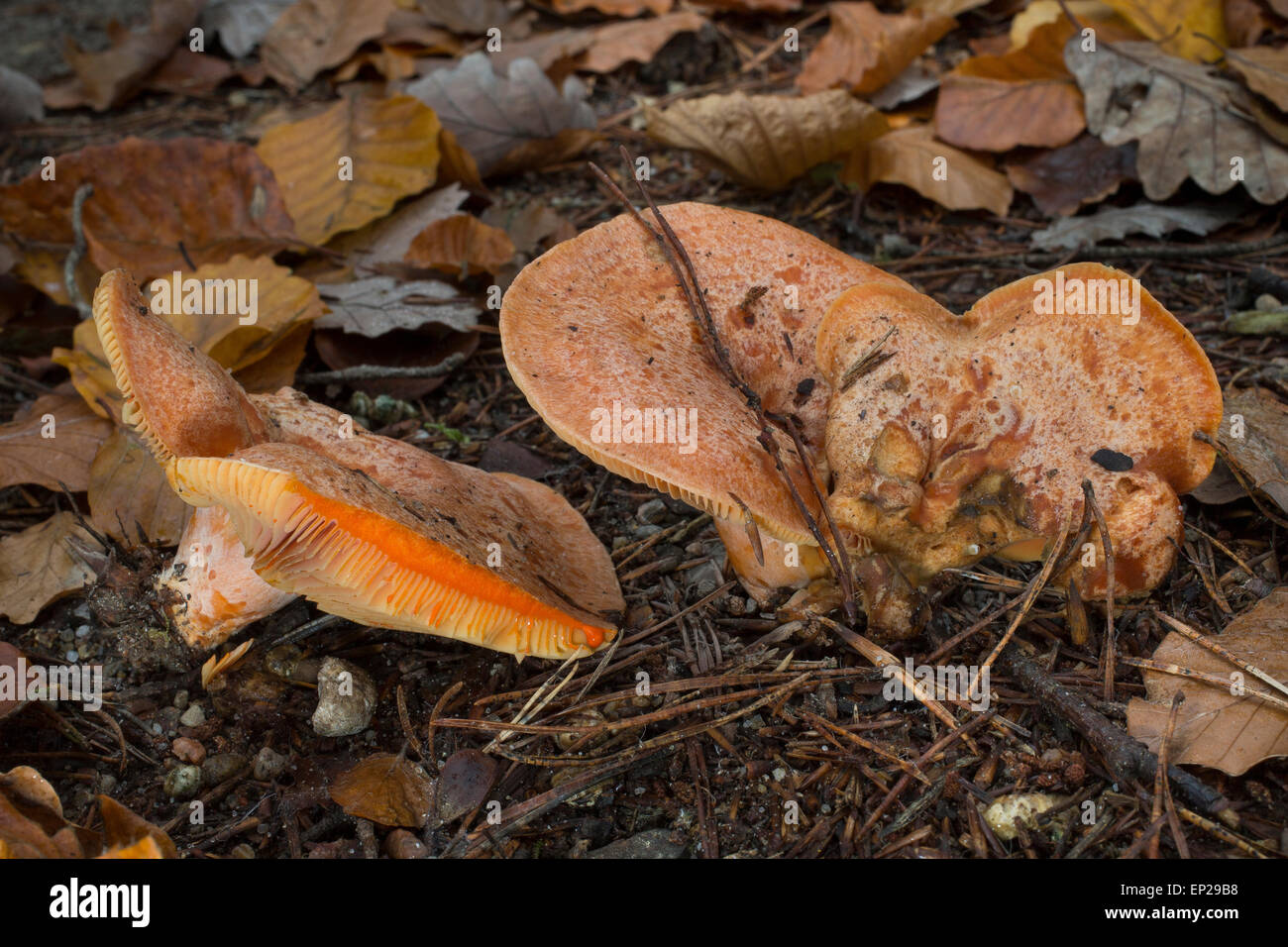 Lait safran Safran, Pac, milkcap Edel-Reizker Reizker Edelreizker, Echter,, Lactarius deliciosus, Lectaria deliciosa Banque D'Images