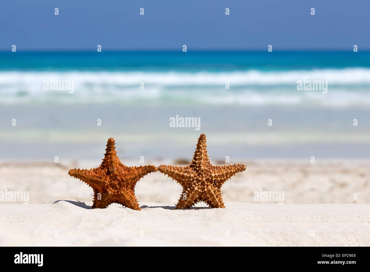Deux étoiles de mer sur la plage de sable des caraïbes, travel concept Banque D'Images Deux étoiles de mer sur la plage de sable des caraïbes, travel concept Banque D'Images