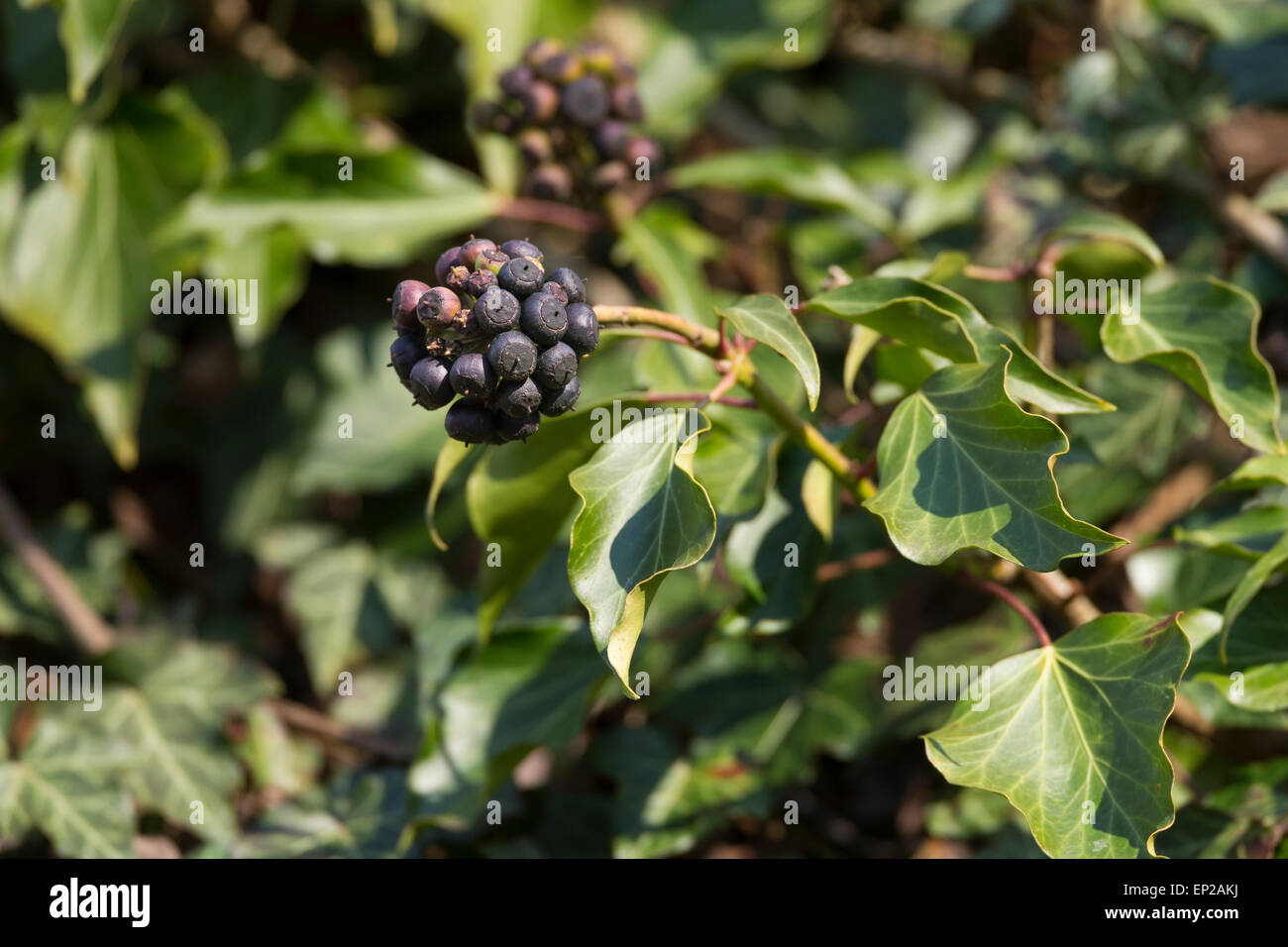 Lierre Anglais, Evy, fruits, Efeu, Frucht, Früchte, Beere, Beeren, Hedera helix lierre grimpant, Banque D'Images