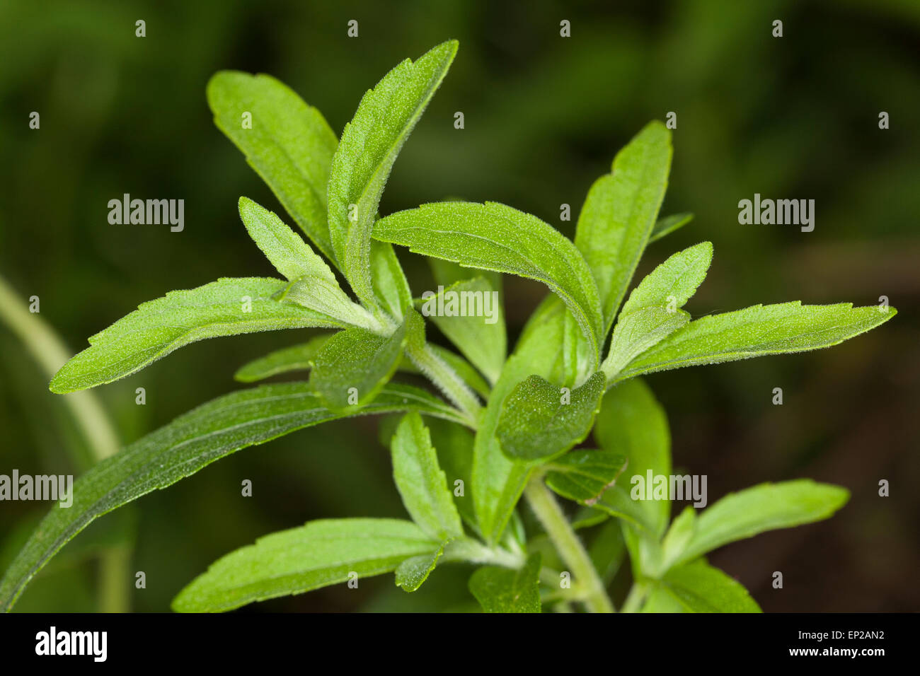 Sweet Leaf du Paraguay, la stévia, Stevie, Süßkraut Zuccurblatt Stewia,,, Stevia-Pflanze, Stevia rebaudiana, Eupatorium rebaudianum Banque D'Images