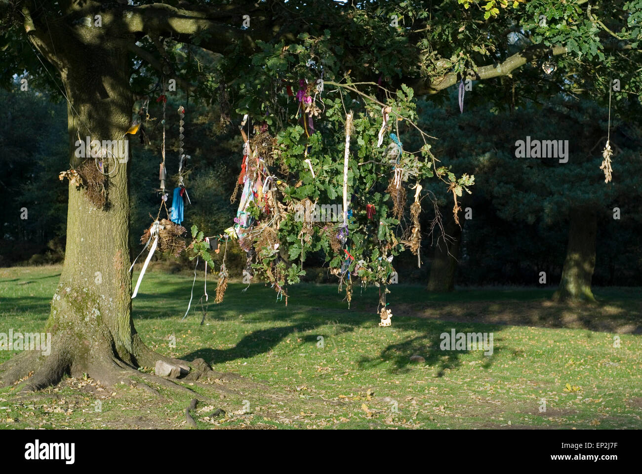 Arbre des désirs : un chêne, décorées avec des rubans, des tissus et des offrandes votives à neuf Mesdames Stone Circle, Derbyshire, Royaume-Uni Banque D'Images