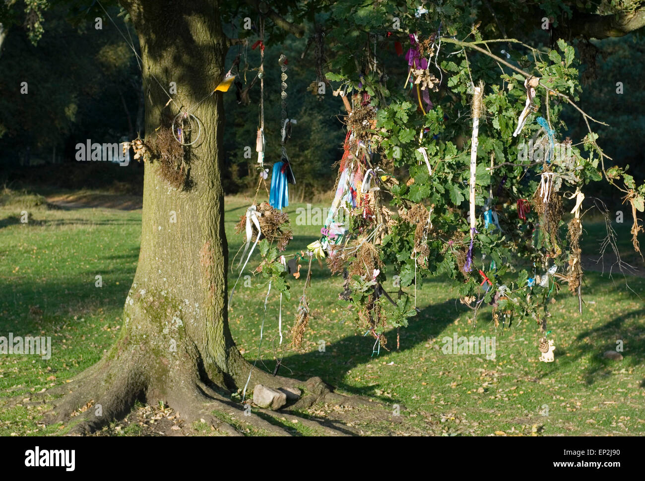 Arbre des désirs : un chêne, décorées avec des rubans, des tissus et des offrandes votives à neuf Mesdames Stone Circle, Derbyshire, Royaume-Uni Banque D'Images