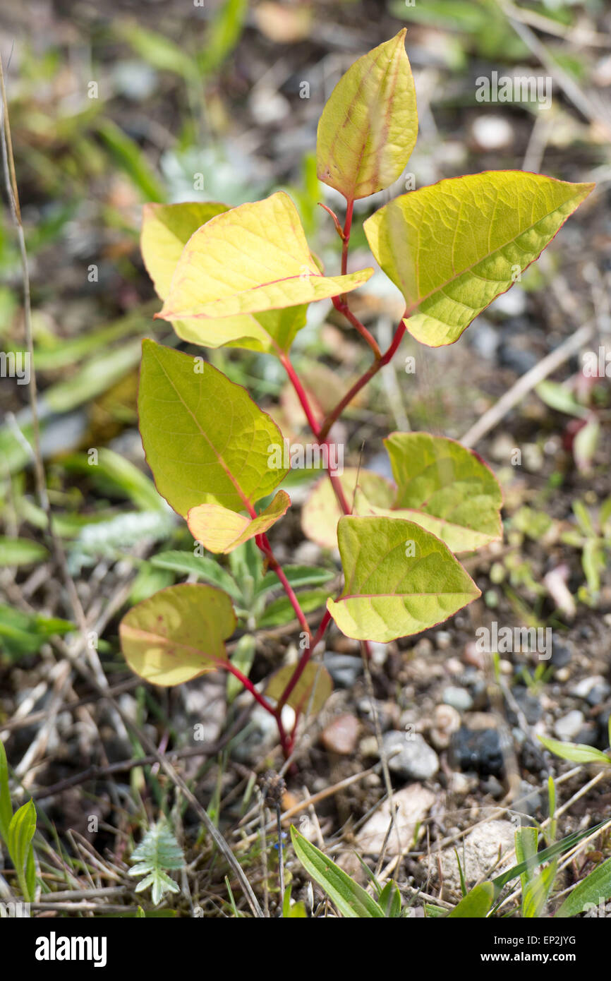 Fallopia japonica, communément appelée renouée japonaise, est une grande plante herbacée vivace de la famille des Polygonacées. Banque D'Images