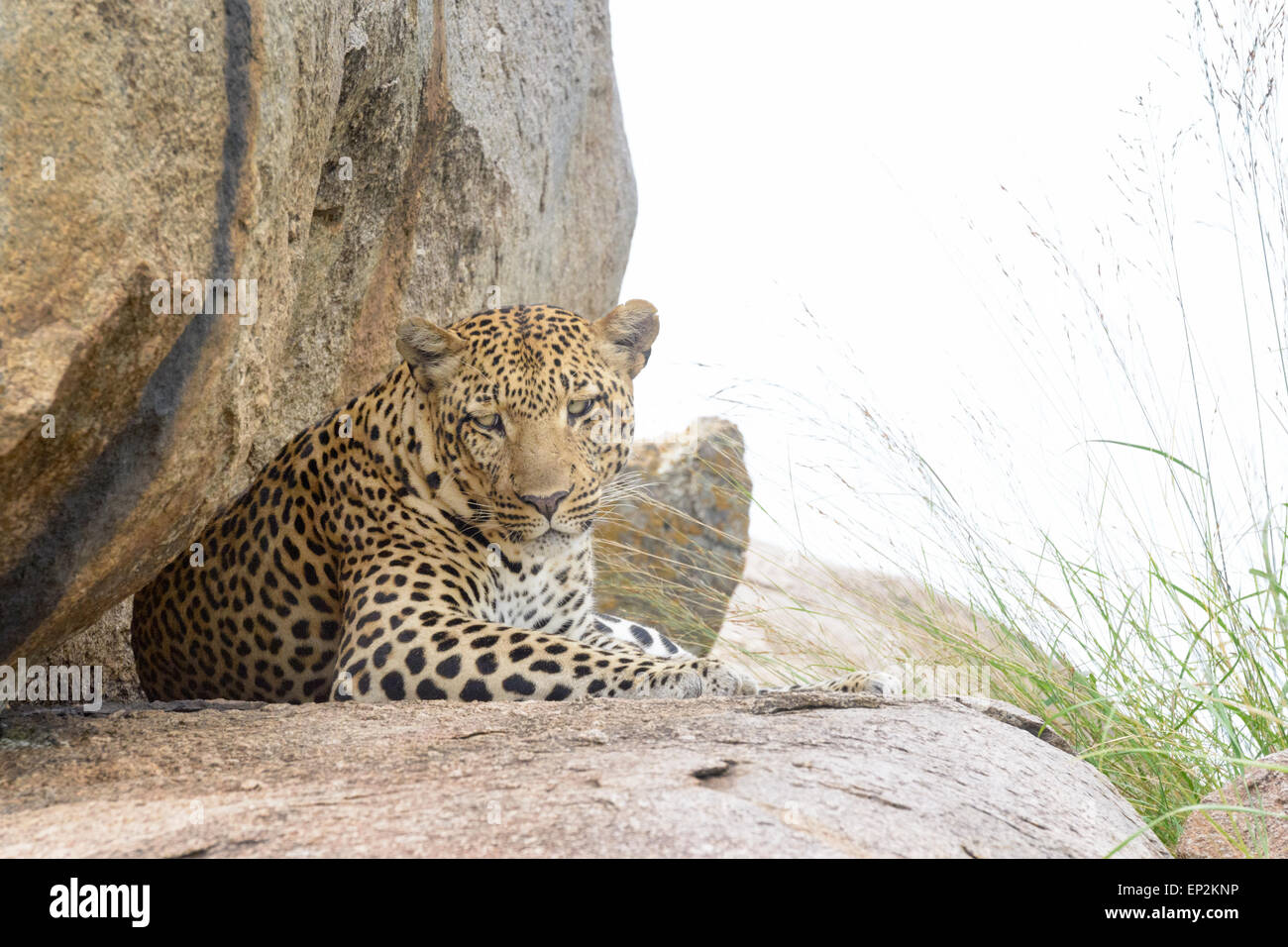 Leopard (Panthera pardus) couchée sur le roc, looking at camera, le parc national du Serengeti, Tanzanie. Banque D'Images