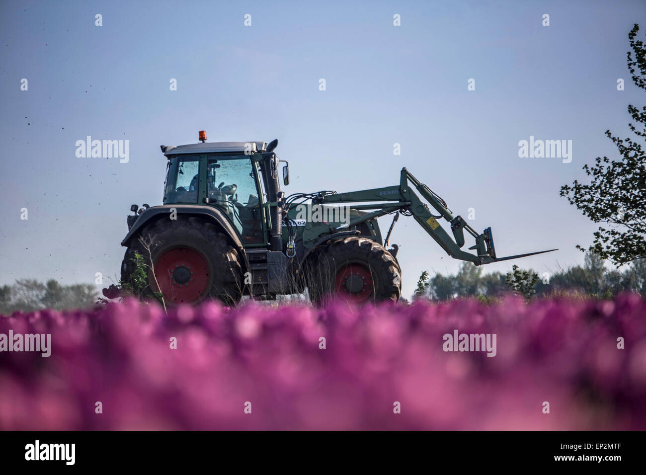 Allemagne, purple tulip field avec le tracteur dans l'arrière-plan Banque D'Images