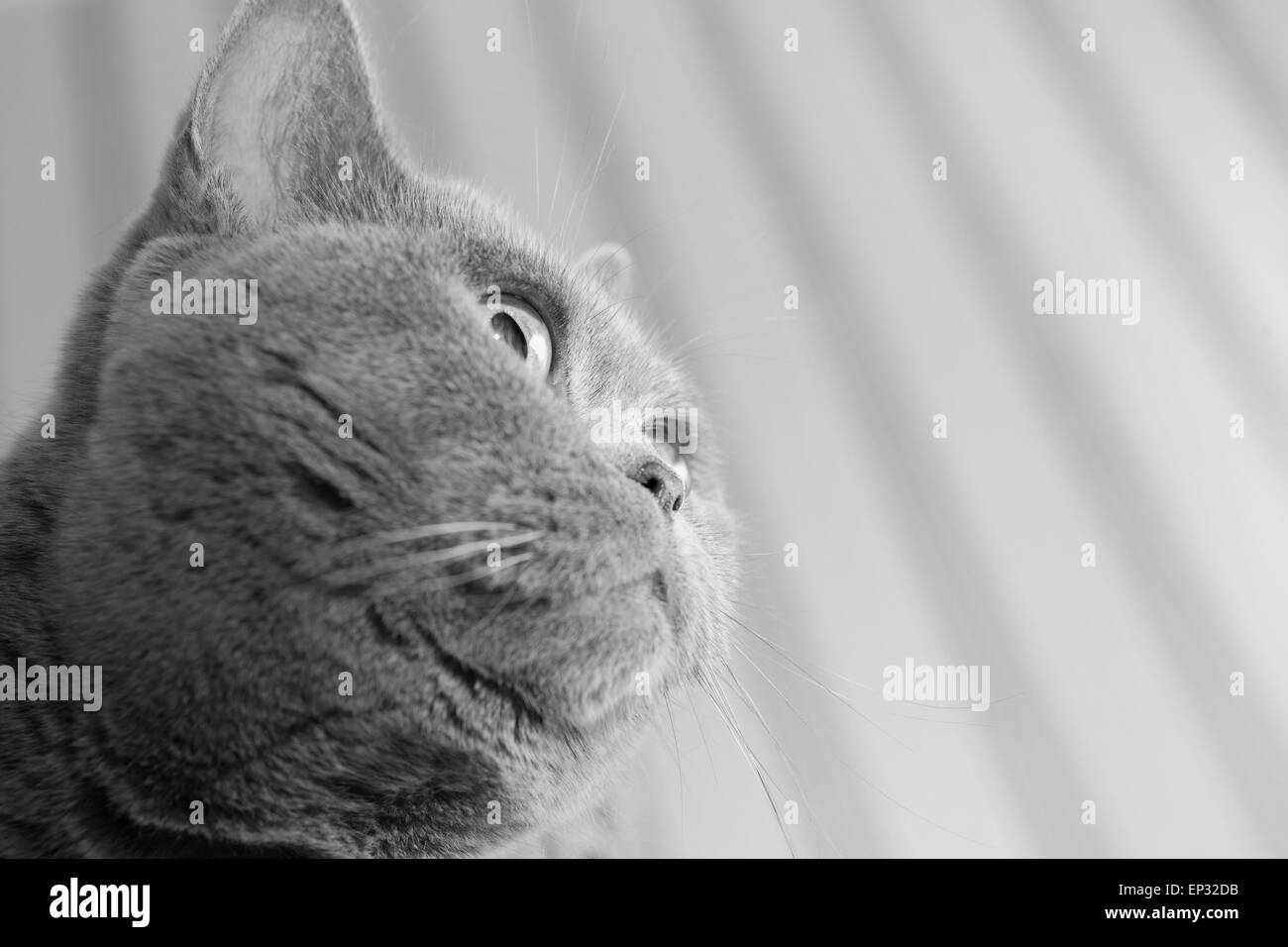 Portrait de chat gris britannique close up Banque D'Images