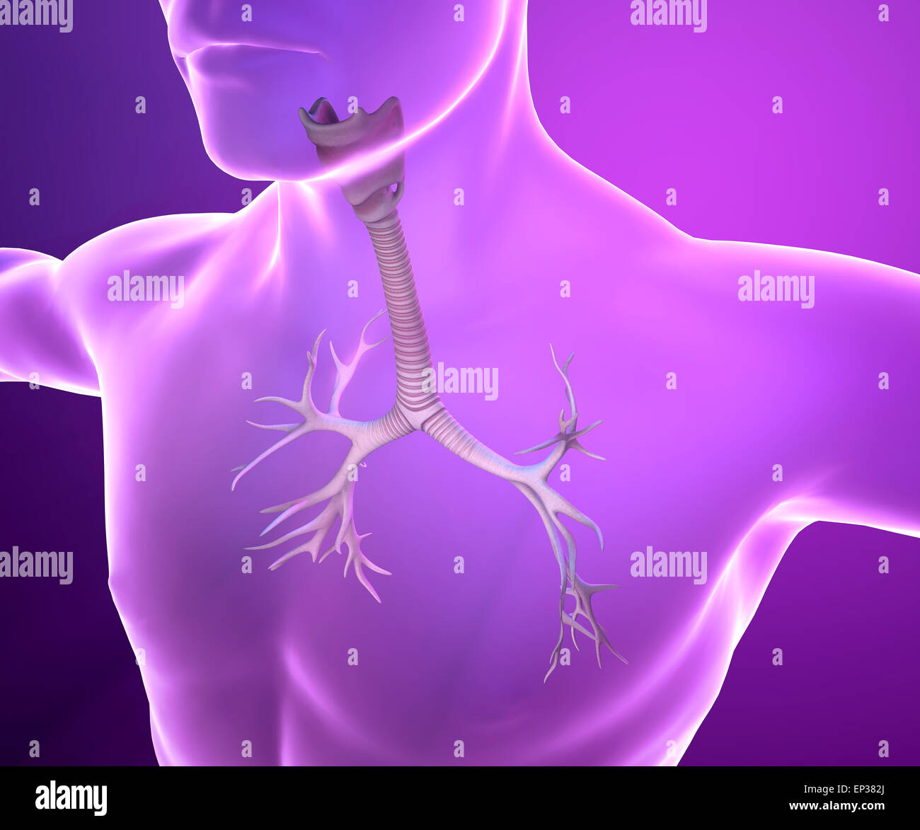 Bronches mâle illustration anatomie Photo Stock - Alamy