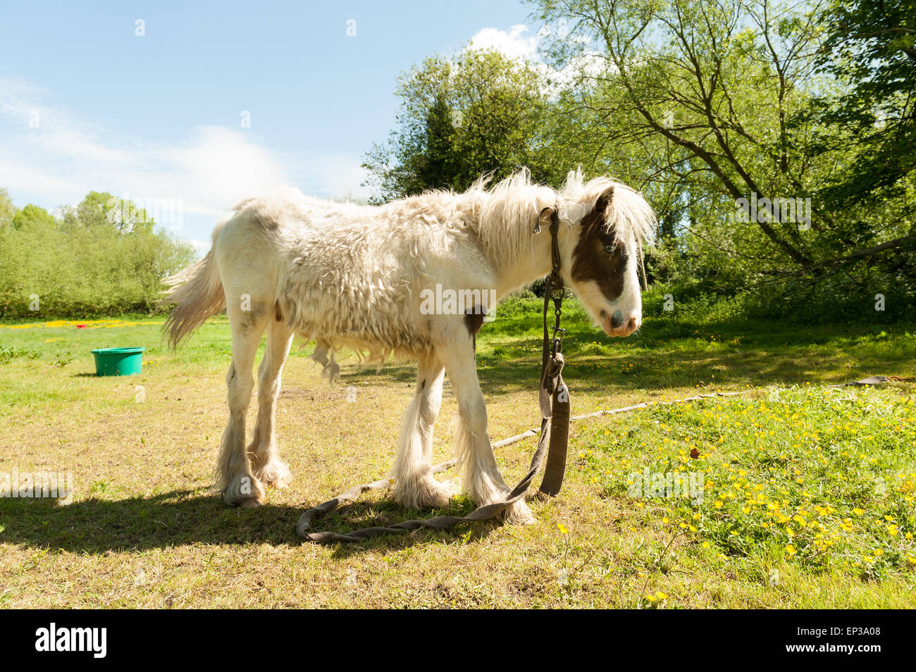 Frêles intégré dans l'enclos avec poneys fine grêle emmêlée touffes sur l'excrétion du plomb en manteau d'hiver d'été à l'extérieur Banque D'Images